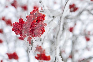 Close-up of bunch of red ash berries growing on tree covered with snow with blurred branches in background in daytime