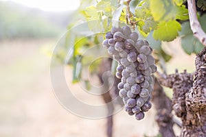 Close up on a bunch of red black grapes on the vine
