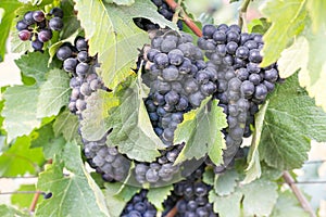 Close up on a bunch of red black grapes on the vine