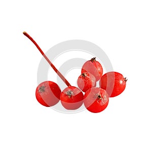 Close-up of a bunch of red mountain ash berries isolated on a white background