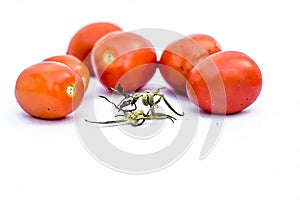 Close up of bunch of red tomatoes