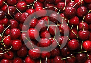 Close-up of a bunch of ripe cherries with peduncles. Large collection of fresh red cherries. Ripe cherries background