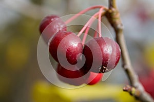 Close-up of bunch of ripe red wild apples on a tree