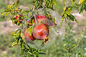 Close up of a bunch ripe succulent pomegranate fruit Punica gra