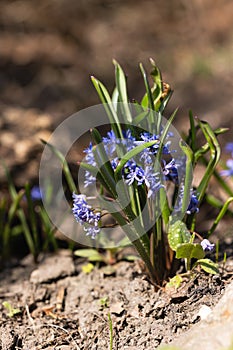 Close-up of a bunch of Scilla flowers