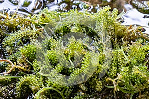 Close-up Bunch of seaweed