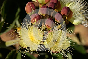 Close-up on a bunch of  souari nut flowers Caryocar brasiliense. photo