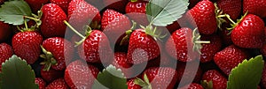 A close up of a bunch of strawberries. Sweet fruits background