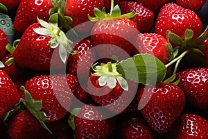 A close up of a bunch of strawberries. Sweet fruits background