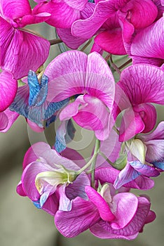 Close up, bunch of sweet peas. Lathyrus odoratus.