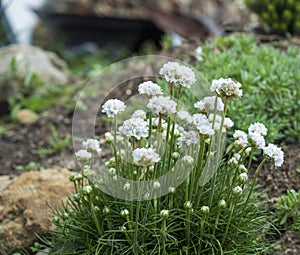 Close up bunch of white blooming Armeria maritima, commonly known as thrift, sea thrift or sea pink, species of photo
