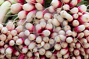 Close Up of a Bunch of French Breakfast Radishes photo