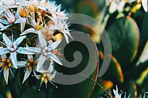 Close-up of a bunch of white flowers of sedum album