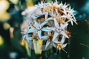 Close-up of a bunch of white flowers of sedum album