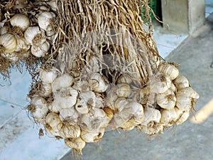 Close up of bunch of white garlic