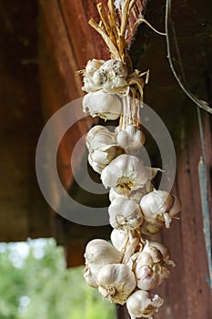Close up of bunch of white garlic Allium sativum. Harvest time. drying on wooden background. Hanging to dry. Pile of garlic bulb