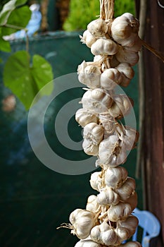 Close up of bunch of white garlic Allium sativum. Harvest time. drying on wooden background. Hanging to dry. Pile of garlic bulb