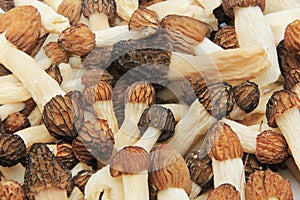 Close-up of a Bunch of Wild Morel Mushrooms photo