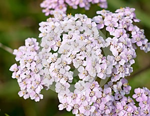 Close up bunch of yarrow flowers Achillea millefolium