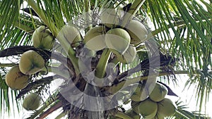 Close-up a bunch of young, green-husked coconuts on a coconut tree