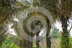 Close-up of bunches of fruit on a palm tree in the south