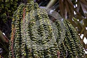 Close-up of bunches of fruit on a palm tree in the south