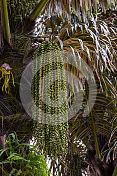 Close-up of bunches of fruit on a palm tree in the south