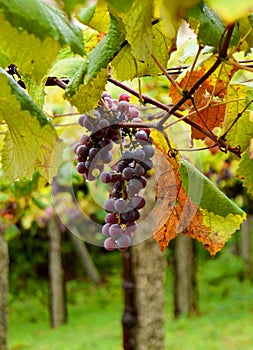 Close up of bunches of grapes in vineyards in the Galician way. Spain