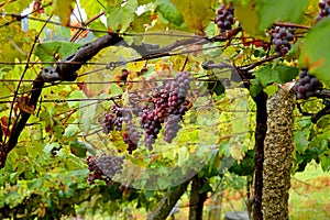 Close up of bunches of grapes in vineyards in the Galician way. Spain