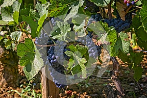 Close up of bunches of pinot noir grapes growing on the vine in Burgundy, France