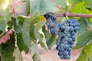 Close up of bunches of ripe blue wine grapes in vine