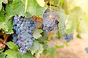 Close up of bunches of ripe blue wine grapes on vine