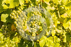 Bunches of ripe Chardonnay grapes on vine in vineyard