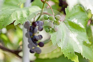 Bunches of ripe red and white wine grapes on vine