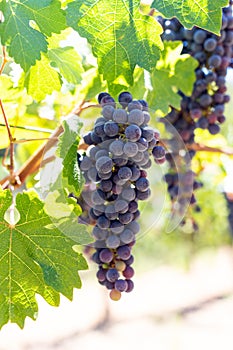 Close-up of bunches of ripe red wine grapes on vine