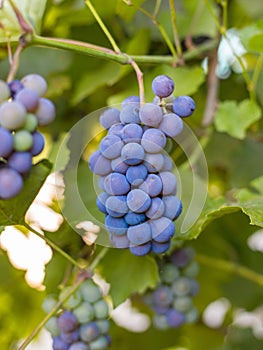 Close-up of bunches of ripe red wine grapes on vine, harvest