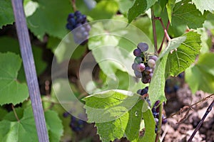 Bunches of ripe red wine grapes on vine