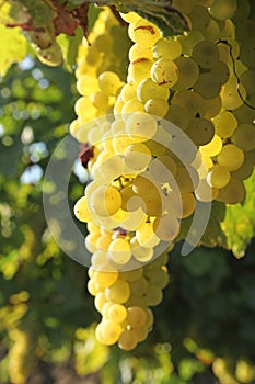 Close-up of bunches of white grapes in a charentais vineyard in france