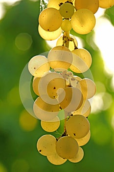 Close-up of bunches of white grapes in a charentais vineyard in france