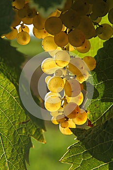 Close-up of bunches of white grapes in a charentais vineyard in france