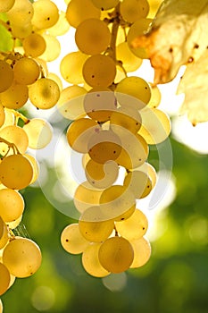 Close-up of bunches of white grapes in a charentais vineyard in france