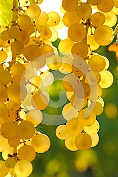 Close-up of bunches of white grapes in a charentais vineyard in france