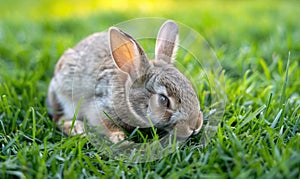 Close-up of a bunny munching on fresh green grass