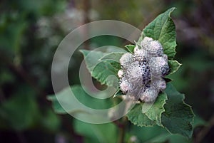 Close up of burdock green petals in natural environment growing next to the river