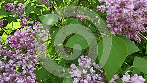 Close-up of burgundy lilac flowers. Moving the camera away from the object.