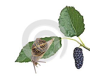 Close up of Burgundy Roman snail isolated on white background