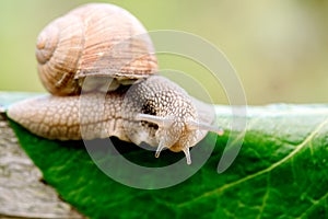 Close-up of burgundy snail walking on the leaf,Roman snail, edible snail or escargot.Speed concept. February 26 Day of slowness.