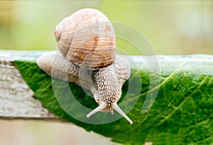 Close-up of burgundy snail walking on the leaf,Roman snail, edible snail or escargot.Speed concept. February 26 Day of slowness.