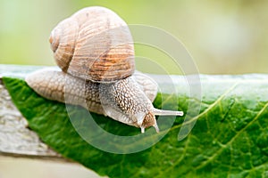 Close-up of burgundy snail walking on the leaf,Roman snail, edible snail or escargot.Speed concept. February 26 Day of slowness.