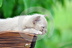 Close up Burmese kitten exploring world first time